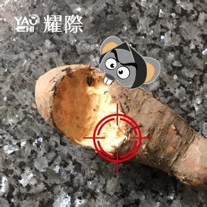 老鼠咬痕|老鼠咬痕出現在家裡？家裡有老鼠代表什麼？ ‣ 耀際。